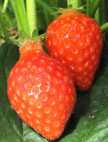 a strawberry called ciflorette